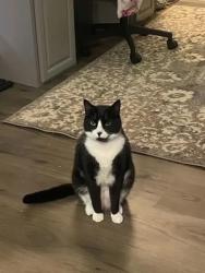 Lost Female Cat last seen Bayberry Hills Dr, Raleigh, NC 27617