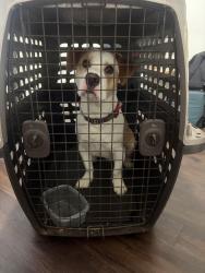 Reunited Male Dog last seen in my possession, Winston-Salem, NC 27103