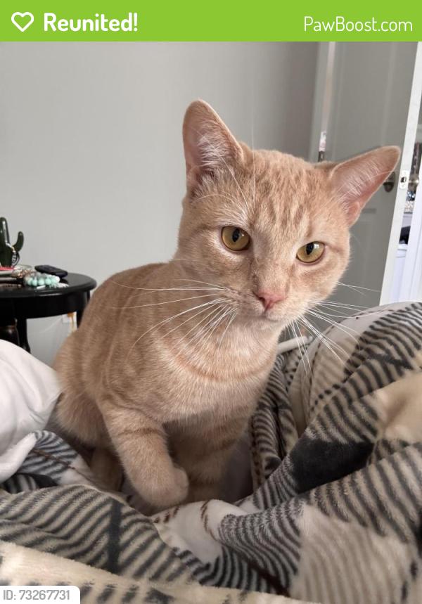 Reunited Male Cat last seen Church St., Johnston County, NC 27504
