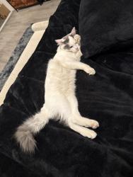 Lost Male Cat last seen Malachite ave, Mentone, CA 92359