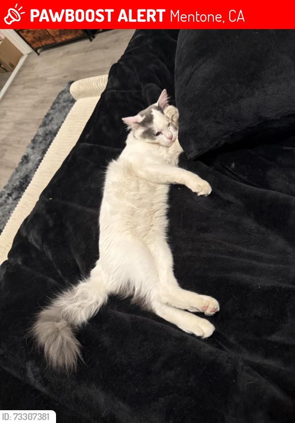 Lost Male Cat last seen Malachite ave, Mentone, CA 92359