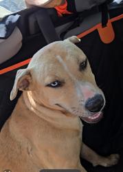 Lost Female Dog last seen East North Street, Greenville, SC 29607