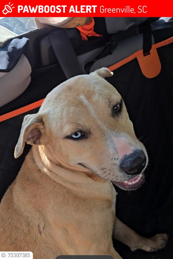 Lost Female Dog last seen East North Street, Greenville, SC 29607