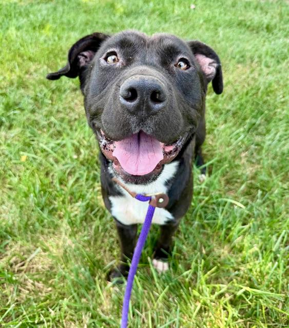 Shelter Stray Male Dog last seen CHARLOTTE, 8315 Byrum Dr, Charlotte, NC 28217, USA