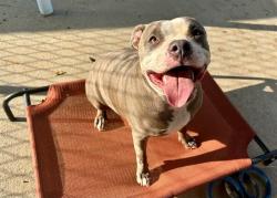 Shelter Stray Female Dog last seen CHARLOTTE, 8315 Byrum Dr, Charlotte, NC 28217, USA