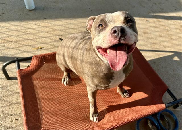 Shelter Stray Female Dog last seen CHARLOTTE, 8315 Byrum Dr, Charlotte, NC 28217, USA