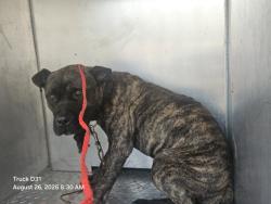 Shelter Stray Male Dog last seen Near BLOCK WARD ST, DETROIT, MI 48235, 7401 Chrysler Dr, Detroit, MI 48211, USA