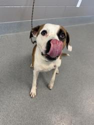 Shelter Stray Female Dog last seen Near, 2600 S Harding St, Indianapolis, IN 46221, USA