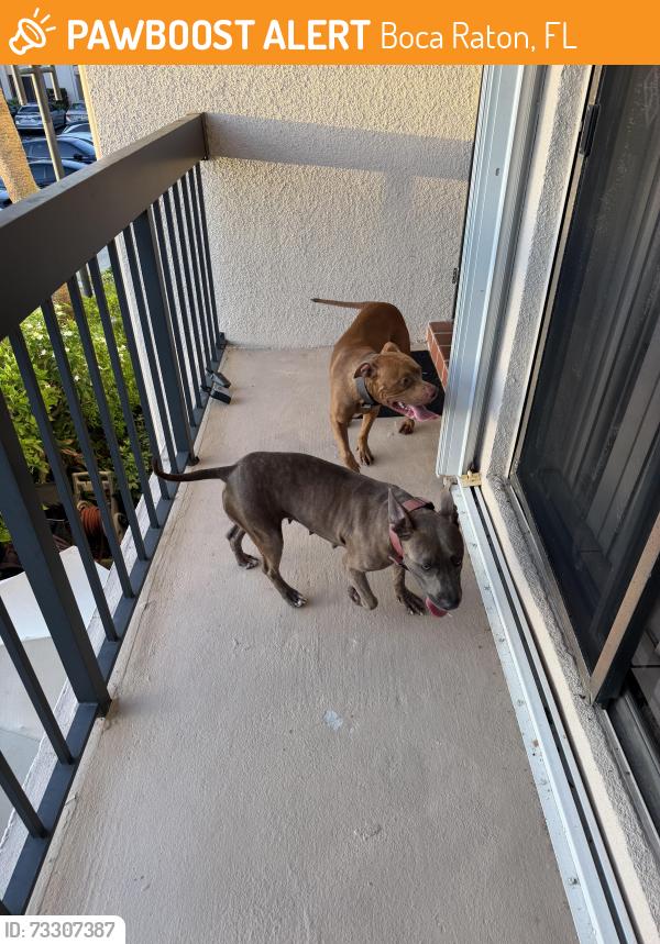 Found/Stray Male Dog last seen NW 52nd Ter, Boca Raton, FL 33431