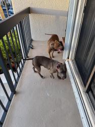 Found/Stray Male Dog last seen NW 52nd Ter, Boca Raton, FL 33431