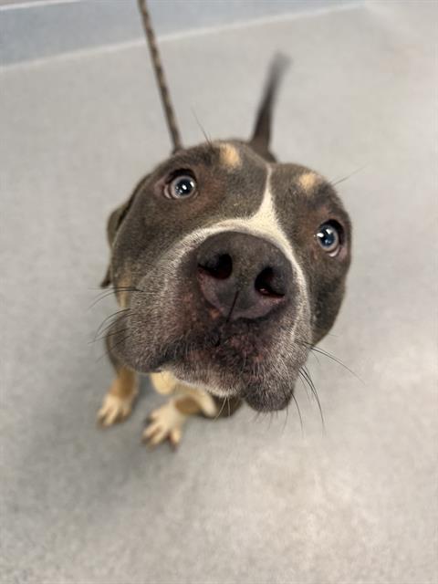 Shelter Stray Male Dog last seen Near, 2600 S Harding St, Indianapolis, IN 46221, USA