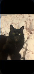 Lost Male Cat last seen Backside and Fischer hallman, Kitchener, ON N2N 3L1