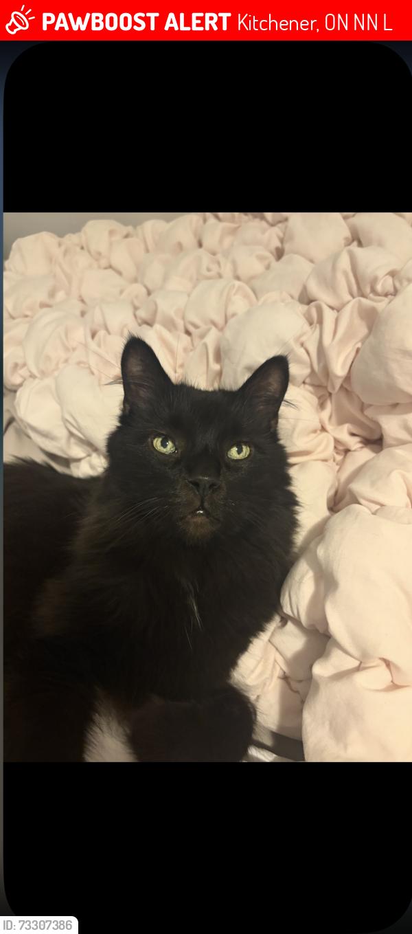 Lost Male Cat last seen Backside and Fischer hallman, Kitchener, ON N2N 3L1