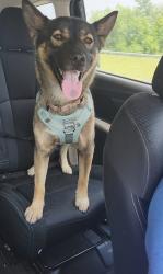 Reunited Female Dog last seen Tivoli Lane, Cincinnati, OH 45246