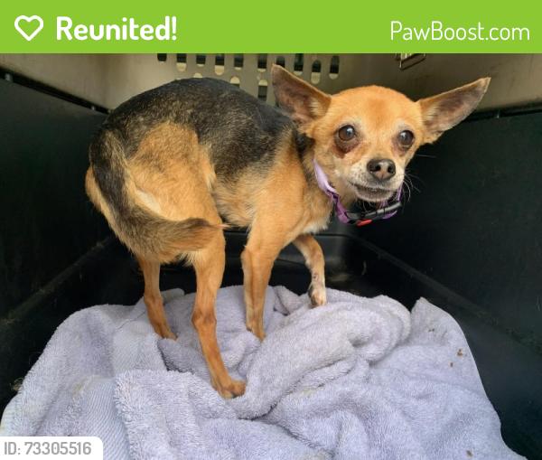 Reunited Unknown Dog last seen Port St. Lucie, Port St. Lucie, FL 34986