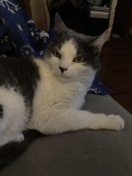 Lost Male Cat last seen Willowdale Ave & Willowdale Road, Tyngsboro MA, Tyngsborough, MA 01879