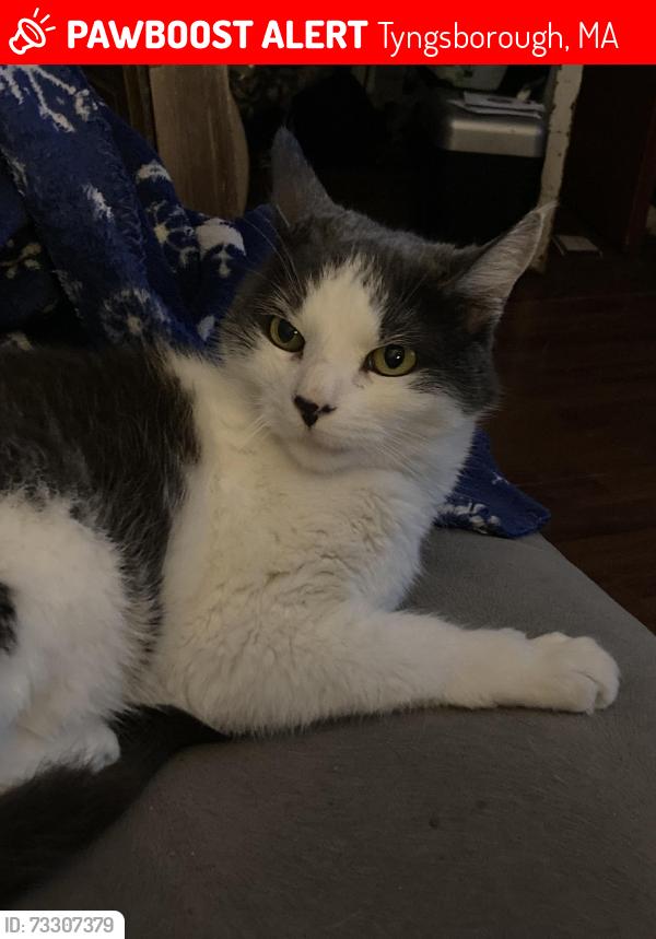Lost Male Cat last seen Willowdale Ave & Willowdale Road, Tyngsboro MA, Tyngsborough, MA 01879