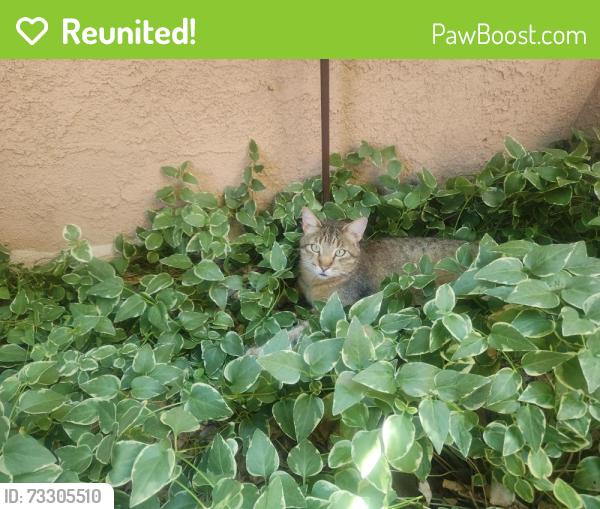 Reunited Male Cat last seen Monahiti Pl NE, Albuquerque, NM 87109