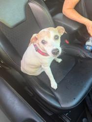 Reunited Female Dog last seen Paradise village in between 130 ave and flamingo road, Davie, FL 33325