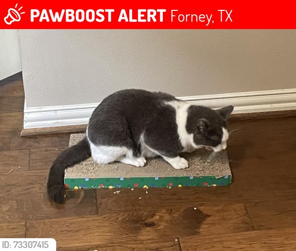 Lost Male Cat last seen Windy lane and old military trail, Forney, TX 75126