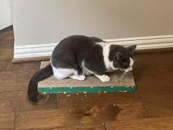 Lost Male Cat last seen Windy lane and old military trail, Forney, TX 75126