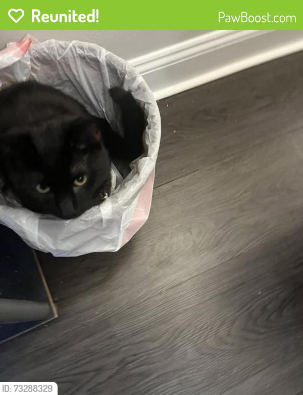Reunited Male Cat last seen Crescent St and Mt Pleasant St, Marlborough, MA 01752