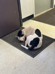 Lost Female Dog last seen Corner of Murray and Johnson Street, Anderson, SC 29624