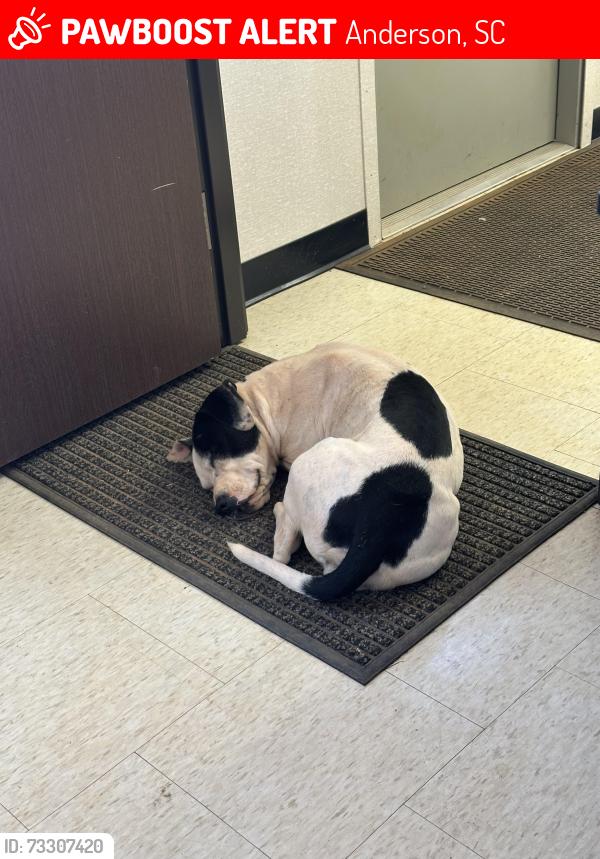Lost Female Dog last seen Corner of Murray and Johnson Street, Anderson, SC 29624