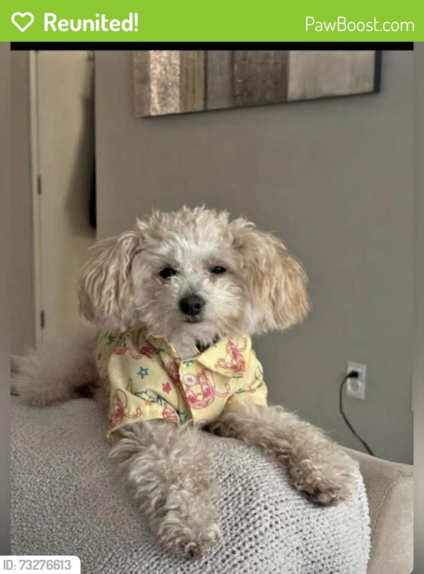 Reunited Male Dog last seen 42nd & International way, Milwaukie, OR 97222