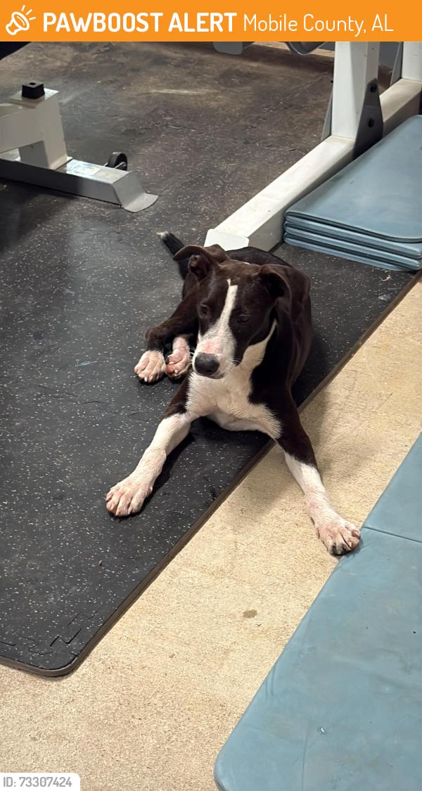 Found/Stray Male Dog last seen Grand Bay - Wilmer and Airport, Mobile County, AL 36608