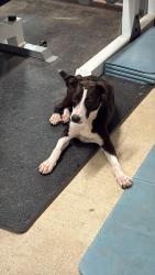 Found/Stray Male Dog last seen Grand Bay - Wilmer and Airport, Mobile County, AL 36608