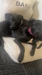 Reunited Female Dog last seen Ridgeway, Memphis, TN 38115
