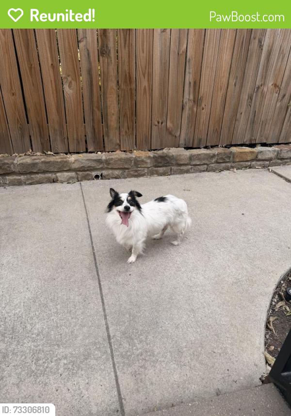 Reunited Male Dog last seen Coit Rd and Emily Rd, Dallas, TX 75240