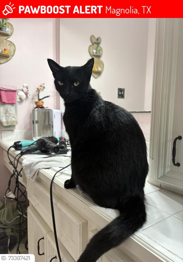 Lost Male Cat last seen Weisinger Dr WESTWOOD 1488, Magnolia, TX 77354
