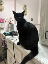 Lost Male Cat last seen Weisinger Dr WESTWOOD 1488, Magnolia, TX 77354