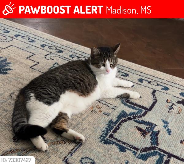 Lost Female Cat last seen Northplace, Madison, MS 39110