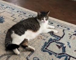 Lost Female Cat last seen Northplace, Madison, MS 39110