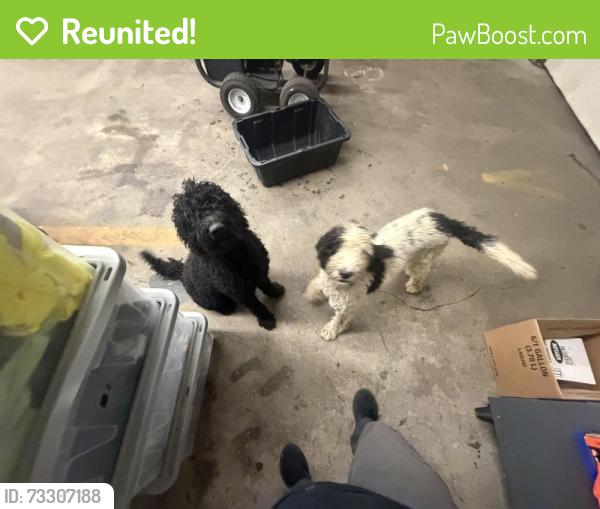 Reunited Male Dog last seen Maybin's Trash Service, Hendersonville, NC 28791
