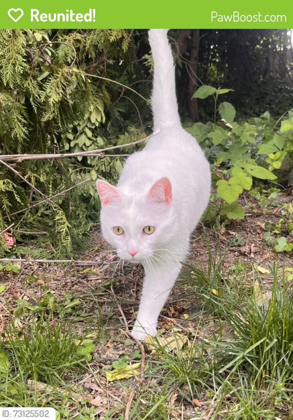 Reunited Male Cat last seen Near, Port Murray, NJ 07865