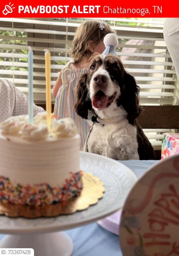 Lost Male Dog last seen Valerian Drive Fairfax heights, Chattanooga, TN 37415