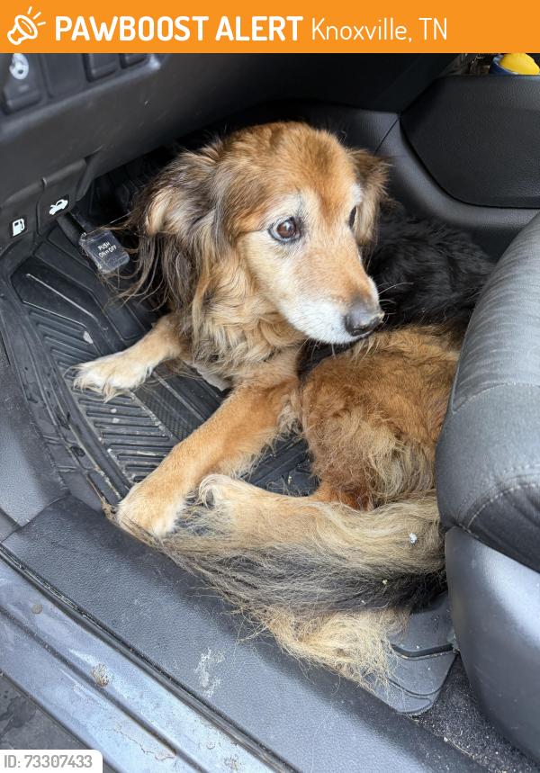 Found/Stray Unknown Dog last seen Hurst and Dry Gap, Knoxville, TN 37918