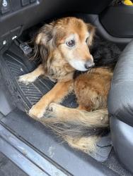 Found/Stray Unknown Dog last seen Hurst and Dry Gap, Knoxville, TN 37918