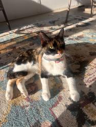 Reunited Female Cat last seen Baldwin twp, PA, USA, Baldwin Township, PA 15216