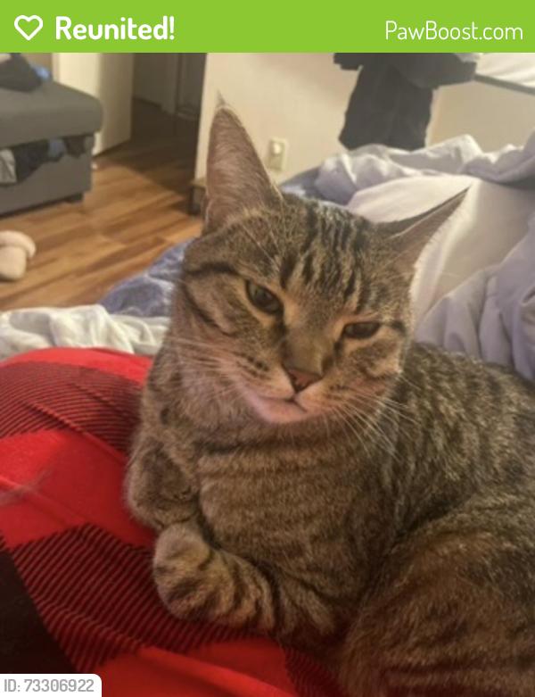 Reunited Male Cat last seen Kalua, Boulder, CO 80301
