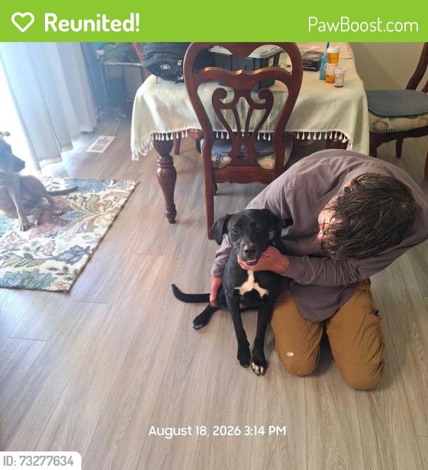Reunited Female Dog last seen Yadkin and Sante Fa, Fayetteville, NC 28303