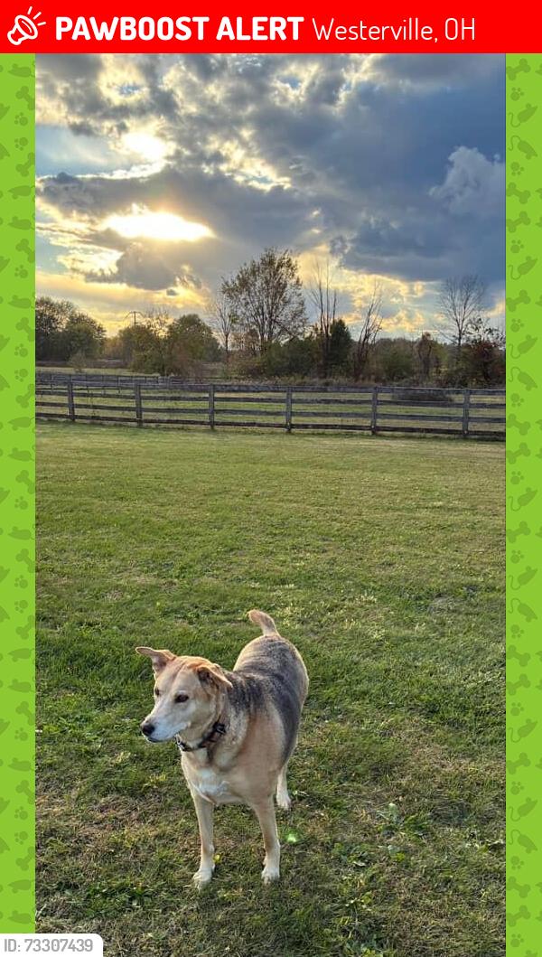 Lost Female Dog last seen Otterbein Ave and E College, Westerville, OH 43081