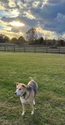 Lost Female Dog last seen Otterbein Ave and E College, Westerville, OH 43081