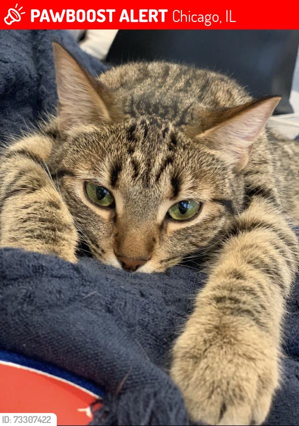 Lost Female Cat last seen Ashland and Clybourn, Chicago, IL 60614