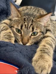 Lost Female Cat last seen Ashland and Clybourn, Chicago, IL 60614