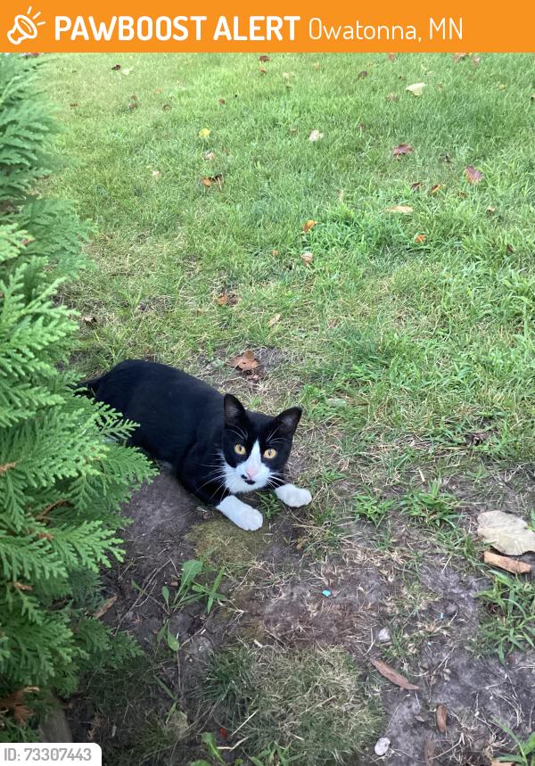 Found/Stray Male Cat last seen Meadow lane, Owatonna, MN 55060